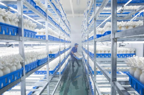 慈溪白玉菇 浙產(chǎn)精品鮮菇的技術(shù)賦能與產(chǎn)業(yè)崛起